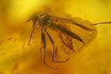 Fossil Fly Swarm (Diptera) In Baltic Amber #207475-3